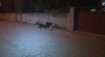 Adana'da, 'Kuduz' Karantinası