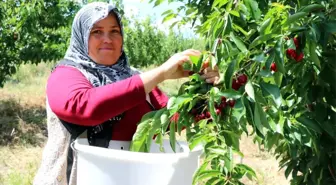 Türkiye'nin En Büyük Meyve Bahçesinde Kiraz Hasadı Başladı