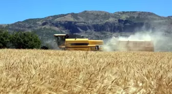 Tunceli'de İlk Defa Ayyıldız Buğdayının Hasadı Yapıldı