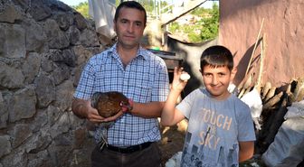 Yeşil Yumurta Yumurtlayan Tavuk Şaşırttı
