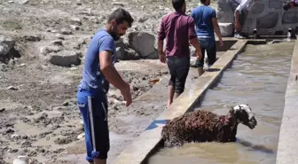 Bulanık'ta Kuzuların Banyo Keyfi