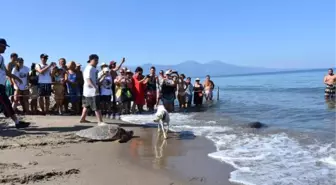 Kuşadası'nda Yaralı 4 Caretta Caretta Denizle Buluşturuldu