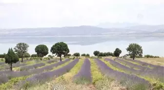 Lavanta Kokulu Köy'Ü 2 Haftada 20 Bin Kişi Ziyaret Etti