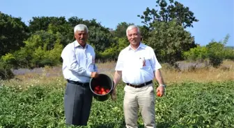 Biga'da 'Domates Hasat Şenliği'