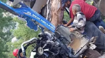 Çam Ağacı, Faciayı Önledi