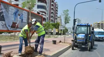 Mersin'de Kesilen Ağaçların Yerine Yenileri Dikildi