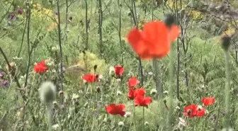 Sıcak Hava Arıcıları da Vurdu