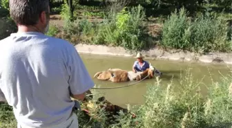 Su Kanalına Düşen İneğinin Başından Ayrılmadı