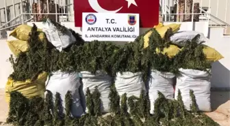 Alanya'da 247 Kilo Esrar Ele Geçirildi