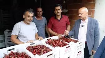 Sarıveliler'de Kiraz Hasadı Başladı