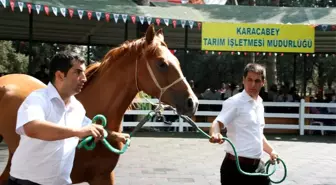 Yarış Tayları Ev Fiyatına Alıcı Buldu