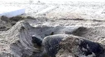 Fethiye'de Caretta Caretta Yuvası Koruma Altına Alındı