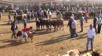 Dişi Düve Yasağına Tepkiler Büyüyor