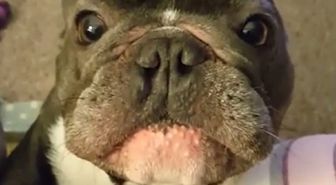 Minik Köpek İlgi Çekmeye Çalışırken Tüylü Bir Yarış Arabasına Dönüşüyor