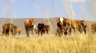 Kurbanlık Fiyatları Cep Yakacak