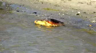 Tedavi Edilen 2 Caretta Caretta Denize Bırakıldı