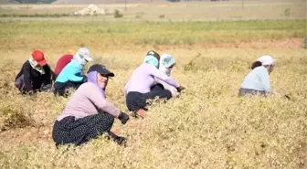 Nallıhan'da Yağmur ve Güneş Nohut Üreticisinin Yüzünü Güldürdü