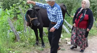 Sosyal Medyadaki Paylaşım Sayesinde Telef Olan İneğinin Yerine Yenisi Alındı