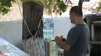 Ağaçtan Düşen Karga Yavrusu En İyi Dostu Oldu