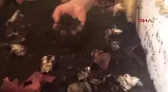 Aydın Emekli Öğretmenden Solucan Gübresi Üretimi