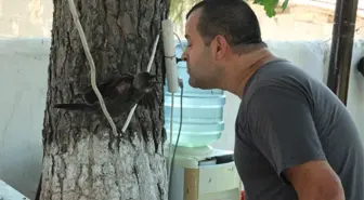 En İyi Dostu Karga Oldu
