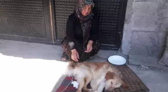 Felçli Köpeğe Anne Şefkati