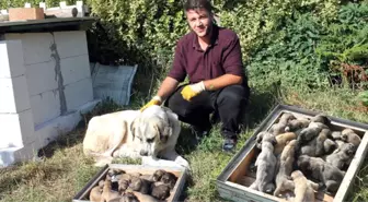 Kangal Cinsi Köpek Tek Seferde 17 Yavru Doğurdu