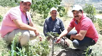 Mersin'de Antep Fıstığı Üretimi Yeniden Canlandırıldı