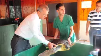 Mezitli Sahillerinde 'Caretta Caretta' Uyarısı