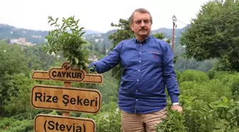 Stevia'nın 5. Yılında İlk Hasat Yapıldı