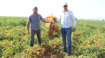 Süper Erkenci Domates Çeşidinin Hasadı Başladı