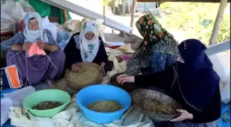 Tunceli'nin Köyünden, Dünyaya Açılan Dut