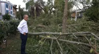 Kadıköy'de Yüzlerce Ağaç Devrildi