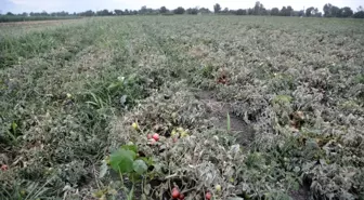 Karacabeyli Çiftçilerin Taş Ocağı İsyanı