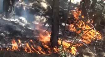 Beypazarı'nda Çıkan Orman Yangını, Kontrol Altına Alındı