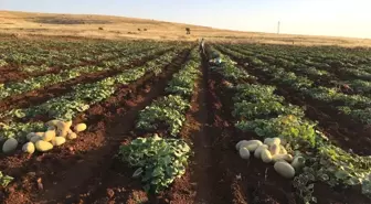 Midyat Kavunu Pazarlarda Yerini Aldı