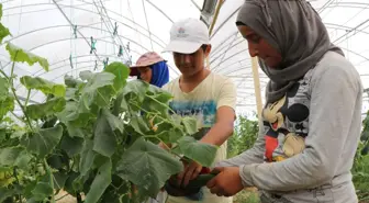 Suriyeliler Konteyner Kentte Kendi Sebzelerini Üretiyor