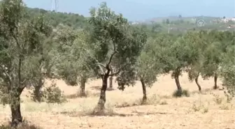 Edremit Körfezi'nde Zeytinde Yüksek Rekolte Bekleniyor