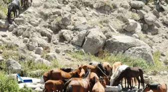 Karaman'daki Yılkı Atlarının Sayısı Kontrollü Olarak Azaltılacak