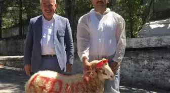 Belediye Başkanı, Yeni Makam Aracı İçin Kurban Kestirdi