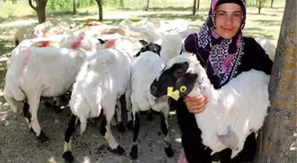 Çiftçilere 'Koyun Yerine Kuzu Dağıtıldığı' Tartışması