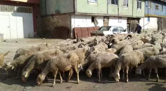 Hayvan Pazarları Yüksek Fiyatlardan Dolayı Durgun