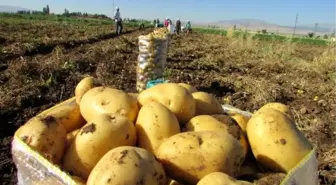 Sandıklı'da Patates Ekim Alanı Yüzde 40 Azaldı