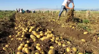 Sandıklı'da Patates Ekim Alanı Yüzde 40 Azaldı