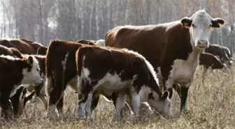 Türkiye Dışa Bağımlı Hale Gelecek'