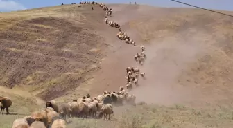 Göçerler Muş Yaylalarını Tercih Ediyor