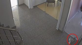 Kedi Firarda! Ofiste Yalnız Kalınca Kapıyı Açıp Şirketi Ayağa Kaldırdı