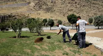 Karşıyaka'da 30 Yıllık Zeytin Ağaçları Toprakla Buluştu