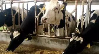 Kurbanlık Besi Danasının Kilosu 20 TL