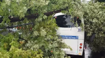 Şiddetli Rüzgara Dayanamayan Ağaç, Minibüsün Üstüne Devrildi